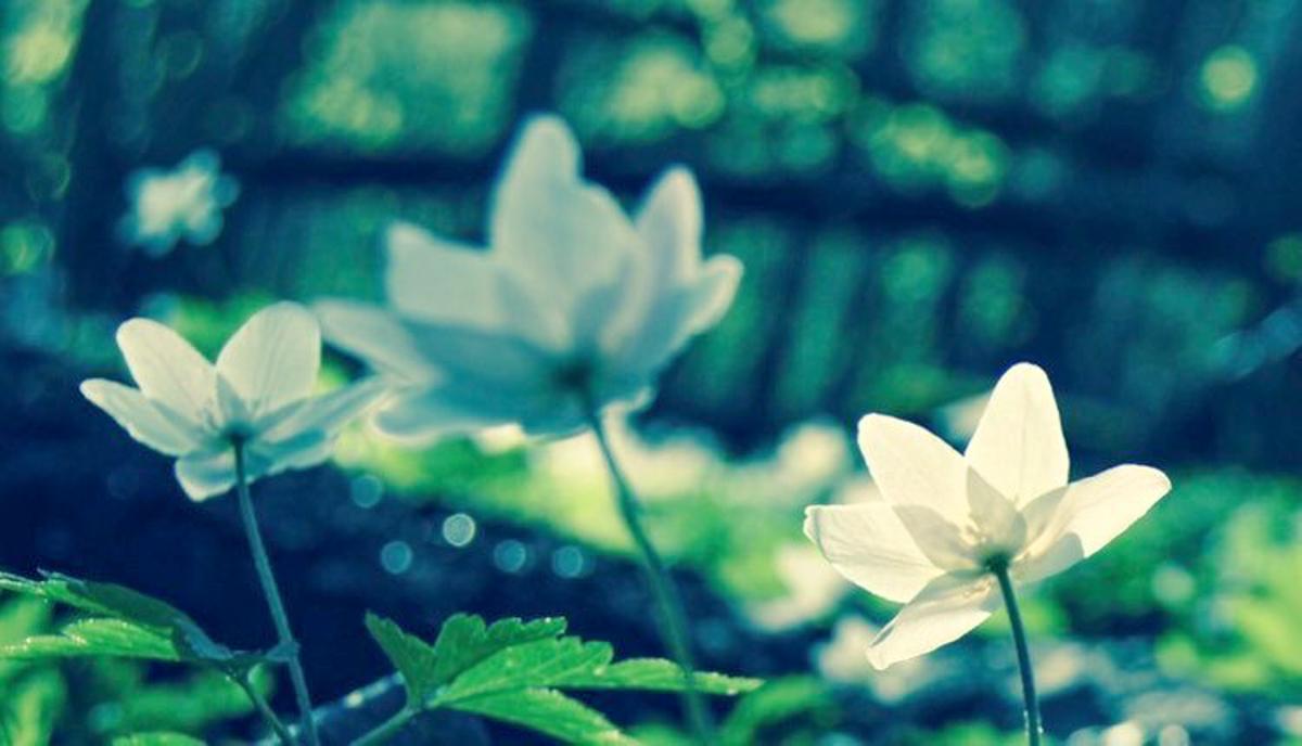 Hvitveis i skogen om våren - vårbilde - Vimi