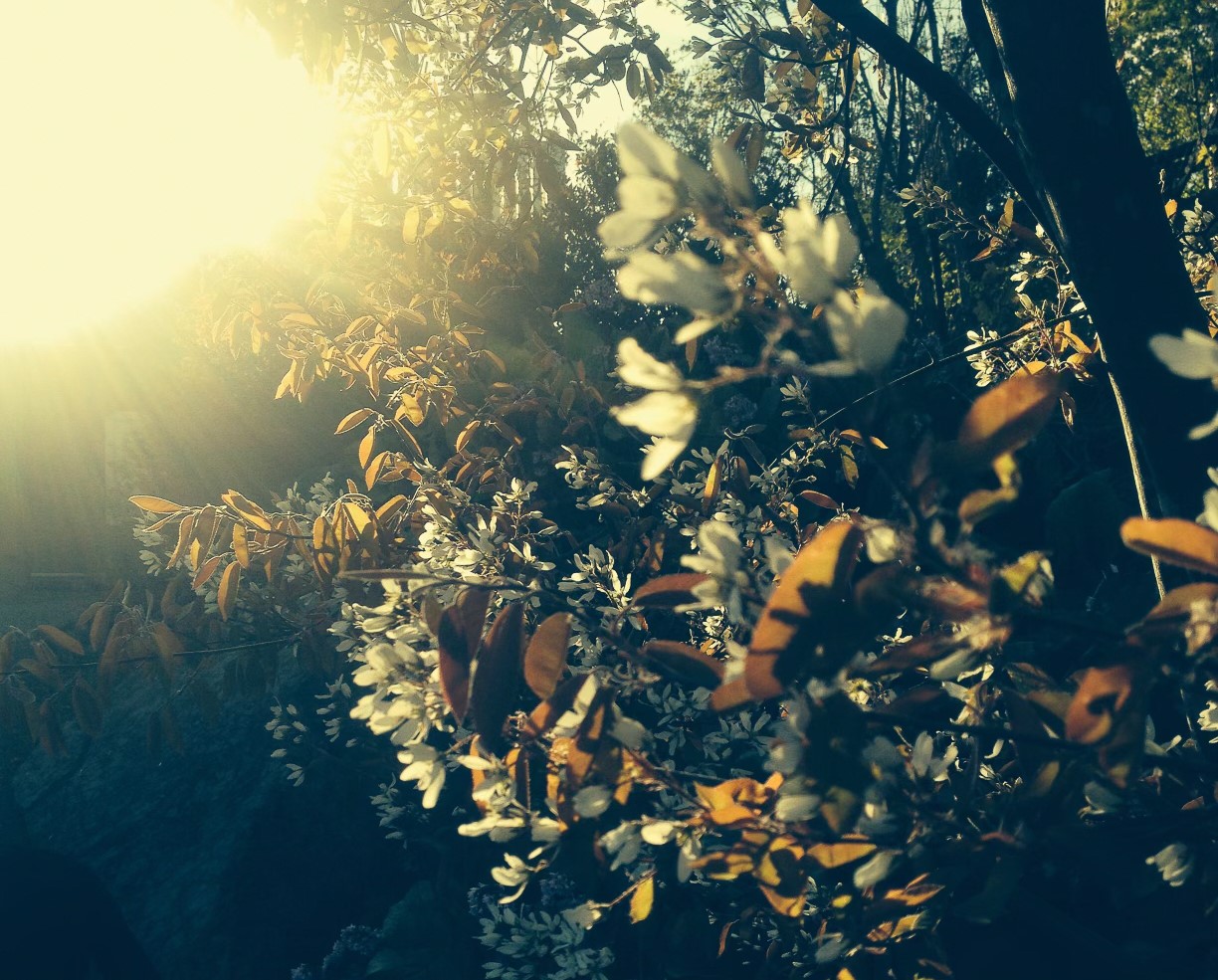 Blomster på trærne i motlys - Naturlig kreativ